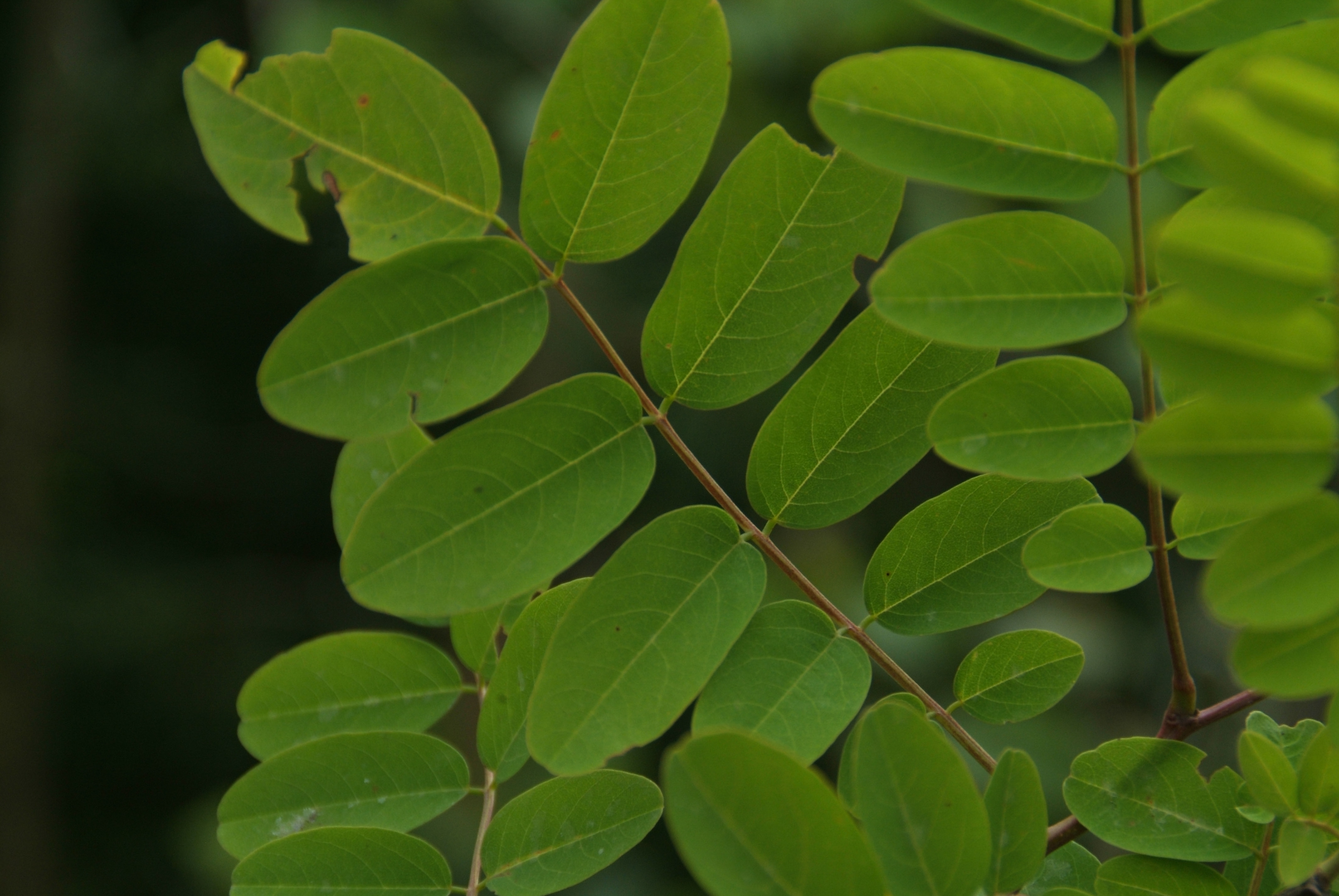 Robinia pseudoacaciaRobinia bestellen